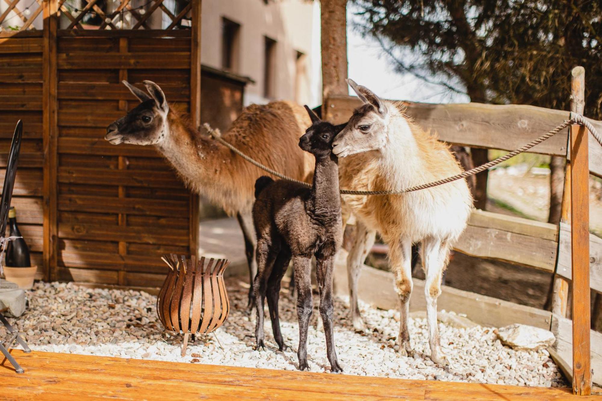 Hotel Rozkos Česká Skalice Екстериор снимка